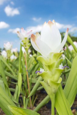 Fotoğraf Curcuma alismatifolia çiçeği Tayland