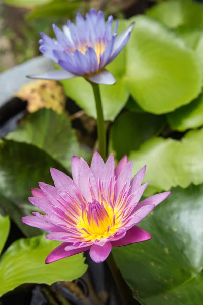 Lotusblume Und Lotusblume Pflanzen — Stockfoto