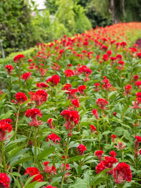 Красиві Улаштування Квітки Солодкого Гороху Квітка Саду — стокове фото