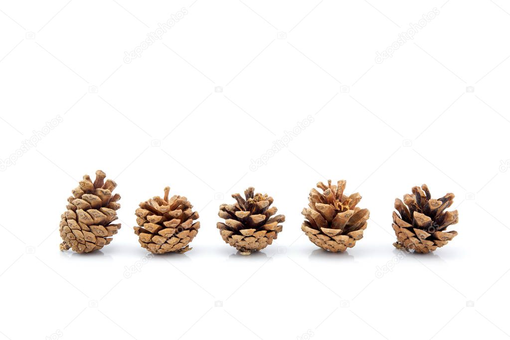 image group of pinecone isolated on white background, set of pin