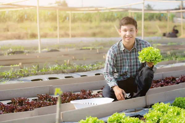 Mladý asijský muž zemědělec drží a ukazuje čerstvé ekologické zelené o — Stock fotografie