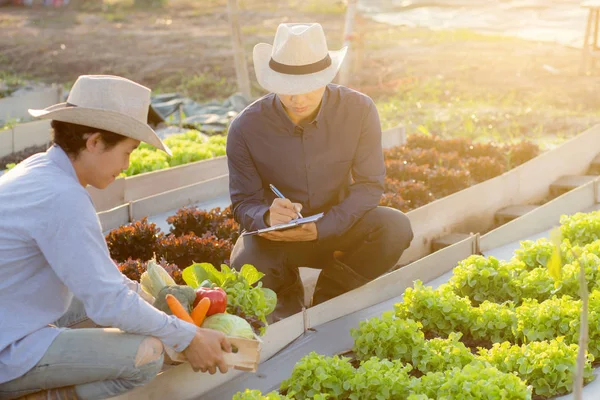 Dva mladí asijské muž kontrolu a vyzvednutí organické čerstvé vegeta — Stock fotografie