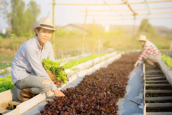 Красивые молодой азиат мужчина и женщина собирают свежие органические овощи — стоковое фото
