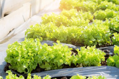 Taze yeşil meşe fidanı marul organik hidroponik fa.