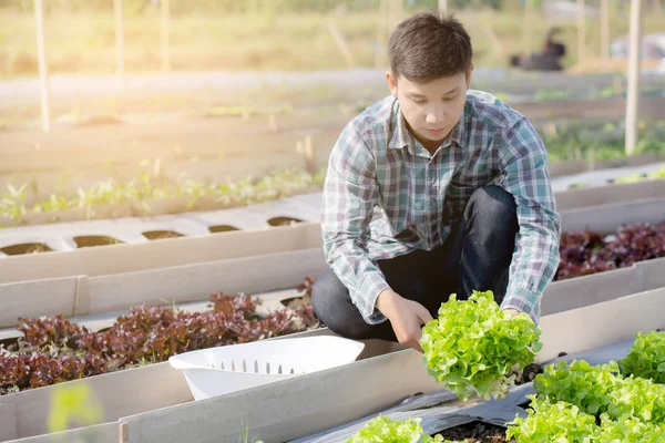 Jonge aziatische man boer controleren verse biologische plantaardige keuken — Stockfoto