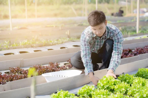 Jovem Ásia Homem Agricultor Verificando Fresco Orgânico Vegetal Cozinha Jardim — Fotografia de Stock