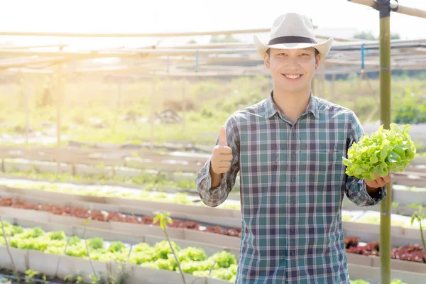Молодой Азиат Мужчина Фермер Держит Показывает Свежие Органические Зеленый Дуб — стоковое фото