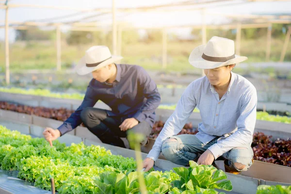 Jovem Asiático Homem Agricultor Cavar Fresco Orgânico Vegetal Jardim Fazenda — Fotografia de Stock