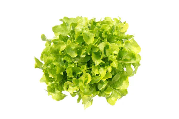 Fresh Green Oak Romaine Lettuce Vegetable Salad Nutrient Health Isolated — Stock Photo, Image