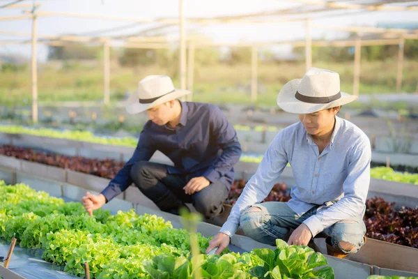 Fiatal Ázsiai Férfi Farmer Lapát Ásni Friss Bio Növényi Kert — Stock Fotó