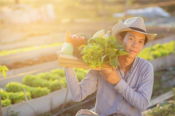 Portrait Young Asian Man Smiling Harvest Picking Fresh Organic Vegetable — 스톡 사진