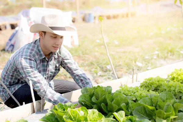 Ázsiai Fiatal Férfi Farmer Ellenőrzése Gazdaság Friss Ökológiai Zöldség Hidroponikus — Stock Fotó