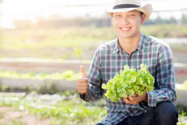 農場で新鮮な有機グリーンオークレタスとジェスチャー親指を保持し 示す若いアジアの男の農家 ビジネスと農業野菜の収穫のための生産と栽培 健康的な食品コンセプト — ストック写真
