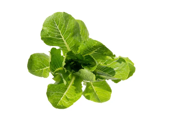 Frischer Grüner Kokossalat Oder Römersalat Für Salat Mit Nährstoffen Für — Stockfoto