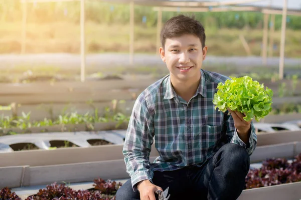 Jovem Asiático Homem Agricultor Segurando Mostrando Fresco Orgânico Verde Alface — Fotografia de Stock