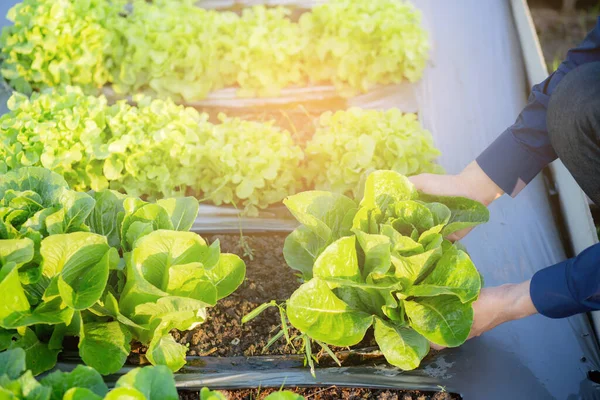 Closeup Hands Young Man Farmer Checking Holding Fresh Organic Vegetable — 스톡 사진