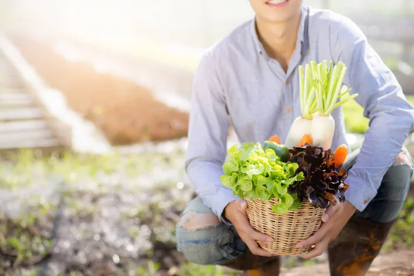 Portrait Young Asian Man Smiling Harvest Picking Fresh Organic Vegetable — 스톡 사진