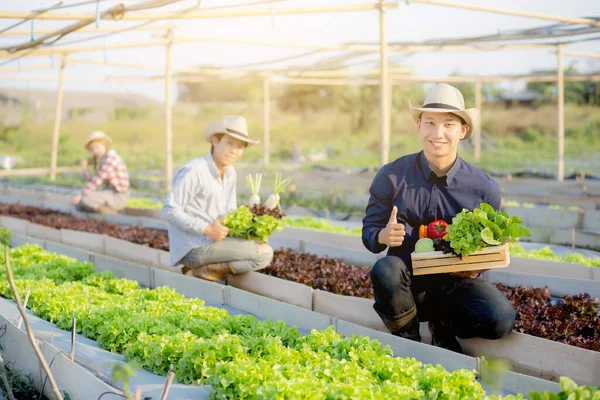 美しい若いアジアの2人の男と1人の女性が一緒に水耕栽培 収穫と健康的な食品やビジネスコンセプトのための農業でバスケットと新鮮な有機野菜を拾う — ストック写真