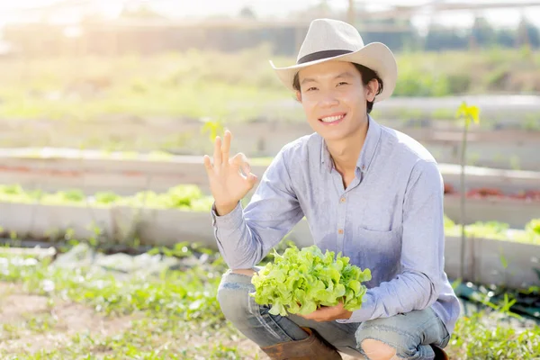 農場で新鮮な有機グリーンオークレタスとジェスチャーOkを保持し 示す若いアジアの男の農家 ビジネスと農業野菜の収穫のための生産と栽培 健康的な食品コンセプト — ストック写真