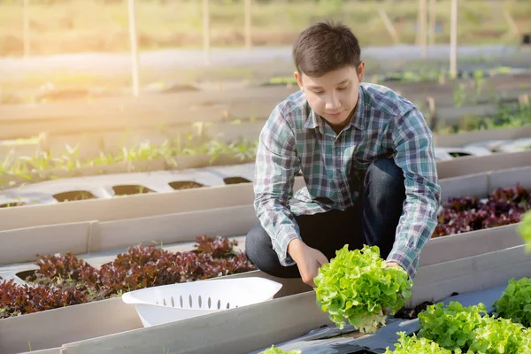 Mladý Asijský Muž Zemědělec Kontrola Čerstvé Ekologické Zeleniny Kuchyně Zahrada — Stock fotografie