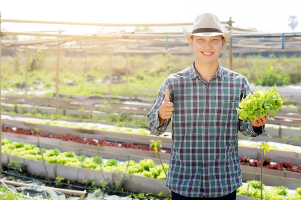 農場で新鮮な有機グリーンオークレタスとジェスチャー親指を保持し 示す若いアジアの男の農家 ビジネスと農業野菜の収穫のための生産と栽培 健康的な食品コンセプト — ストック写真