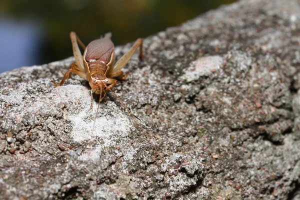 Gryllidae ahşap üzerine — Stok fotoğraf