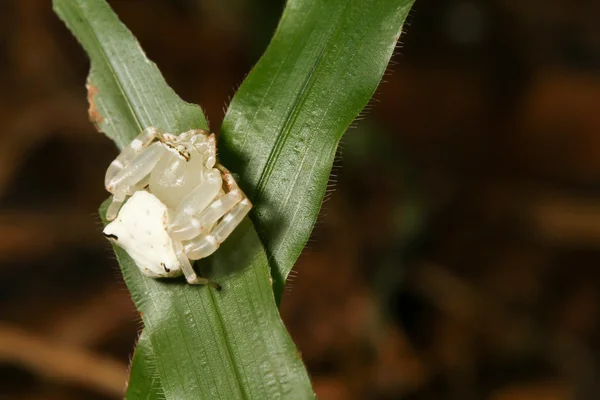 Sparassidae örümcek yapraklarda