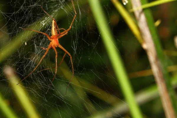 Sparassidae örümcek yapraklarda