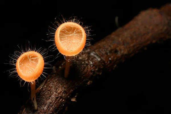 Cookeina tricholoma mushroom — Stock Photo, Image