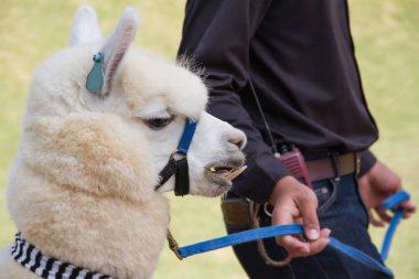 Alpaka koyun çiftliğinde