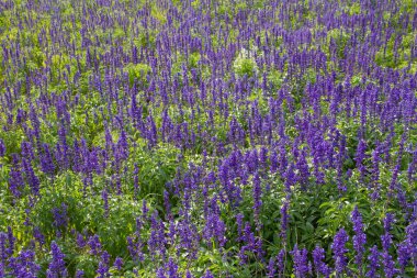 mor lavanta çiçekleri