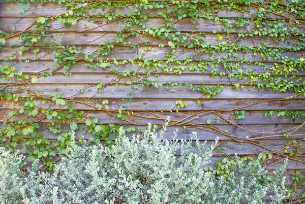 Hojas madera valla fondo planta —  Fotos de Stock