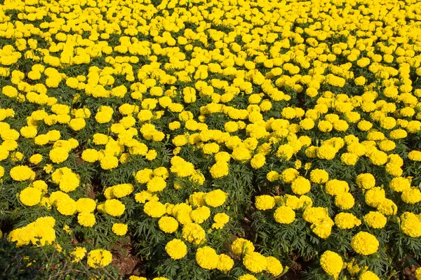 노란 금 잔 화 꽃 — 스톡 사진