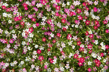 gypsophila çiçek bulanık, seçici odak
