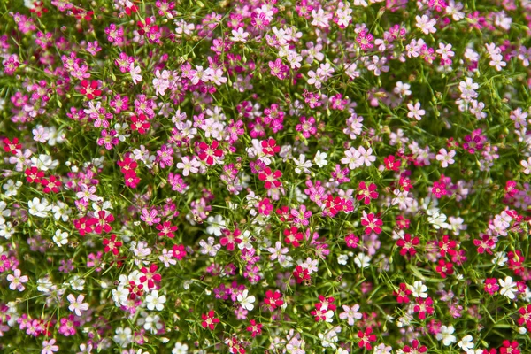 Niewyraźne kwiat Gypsophila, selektywne skupienie — Zdjęcie stockowe