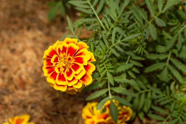 Fransız marigold çiçek