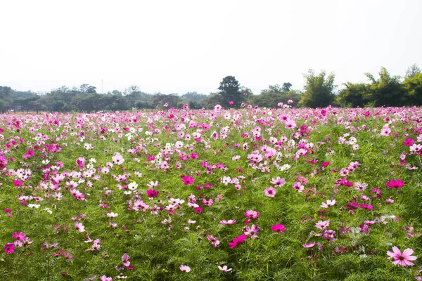 コスモスの花 — ストック写真