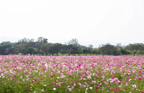 Cosmos flower field — Stock Photo, Image