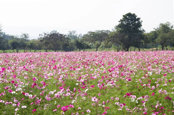 Kozmosz virág mező — Stock Fotó