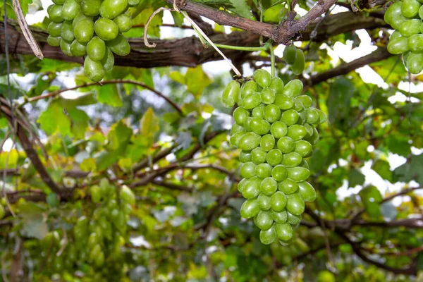 Zöld szőlő szőlő — Stock Fotó