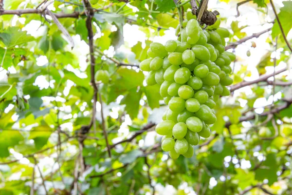 Bunches uva verde na vinha — Fotografia de Stock