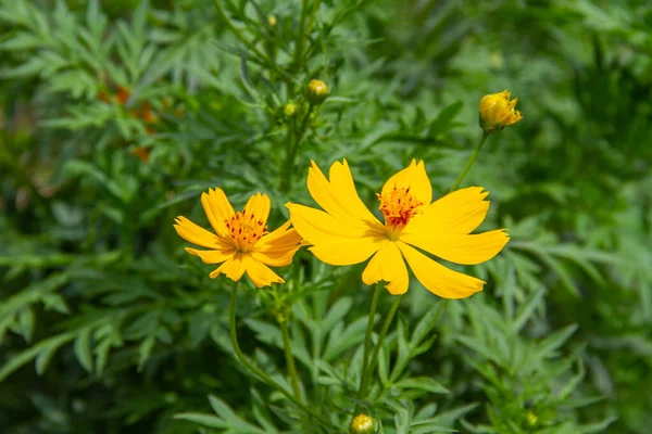 Gelbe Kosmos-Blüten — Stockfoto