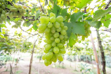 Yeşil üzüm üzüm