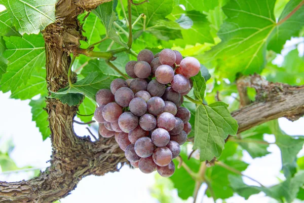 Bunch of red grapes — Stock Photo, Image