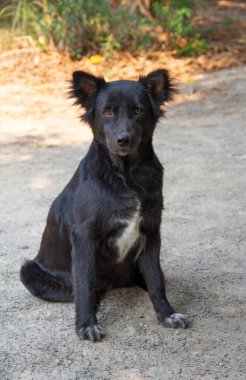 Kara köpek yerde oturuyor, bakıyor.