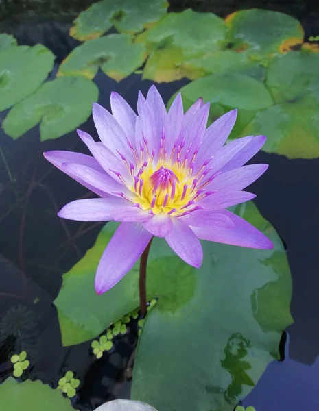 Paarse Lotus Bloemen Bloeien Vijver — Stockfoto