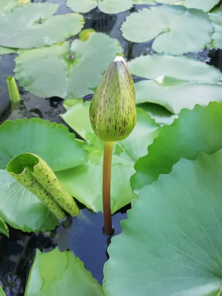 Germogli Fiori Loto Viola Nello Stagno — Foto Stock