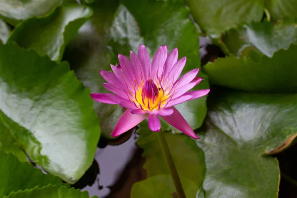 Fiore Loto Rosa Nello Stagno — Foto Stock