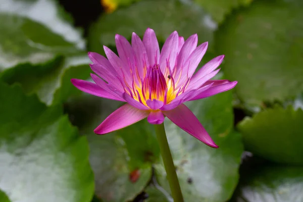 Roze Lotus Bloem Vijver — Stockfoto