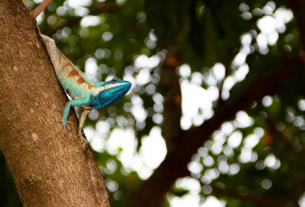 Blå Kameleont Uppe Ett Träd Med Bokeh Baksidan — Stockfoto